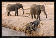  Baby elephants cavorting, Tarangire National Park � J. Zinn