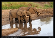  Elephants drinking, Tarangire National Park � J. Zinn