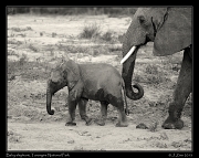  Baby elephant, Tarangire National Park � J. Zinn