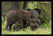  Elephants, Tarangire National Park � J. Zinn