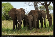  Elephants, Tarangire National Park � J. Zinn