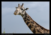  Giraffe, Tarangire National Park � J. Zinn