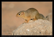  Unstriped Ground Squirrel, Tarangire National Park � J. Zinn
