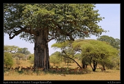  Impala in the shade of a Baobab, Tarangire National Park � J. Zinn