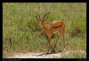  Impala, Tarangire National Park � J. Zinn