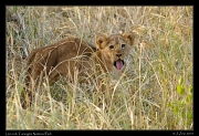  Lion cub, Tarangire National Park � J. Zinn