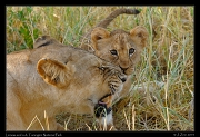  Lioness and cub, Tarangire National Park � J. Zinn