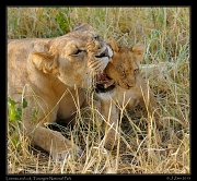  Lioness and cub, Tarangire National Park � J. Zinn