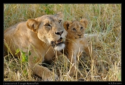  Lioness and cub, Tarangire National Park � J. Zinn