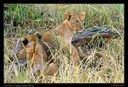  Lion cubs, Tarangire National Park � J. Zinn