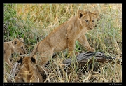  Lion cubs, Tarangire National Park � J. Zinn
