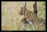  Lion cub, Tarangire National Park � J. Zinn