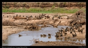  Baboons crossing the river, Tarangire National Park � J. Zinn
