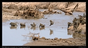  Baboons crossing the river, Tarangire National Park � J. Zinn