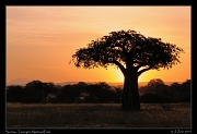  Sunrise, Tarangire National Park � J. Zinn