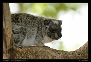  Tree Hyrax, Tarangire National Park � J. Zinn