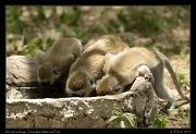  Vervet monkeys, Tarangire National Park � J. Zinn