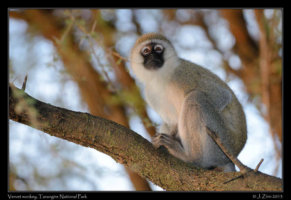 vervet_monkey_6536a