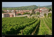  Soave vineyard, Italy � J. Zinn