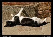  Contented cat, Venice, Italy � J. Zinn