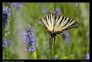  Swallowtail butterfly, Tuscany � Janet Zinn