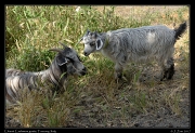  Chianti Cashmere goats, � Janet Zinn