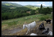  Chianti Cashmere goats, � Janet Zinn