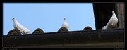 White doves, Tuscany � Janet Zinn