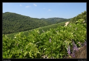  Tuscan hillsides, � Janet Zinn