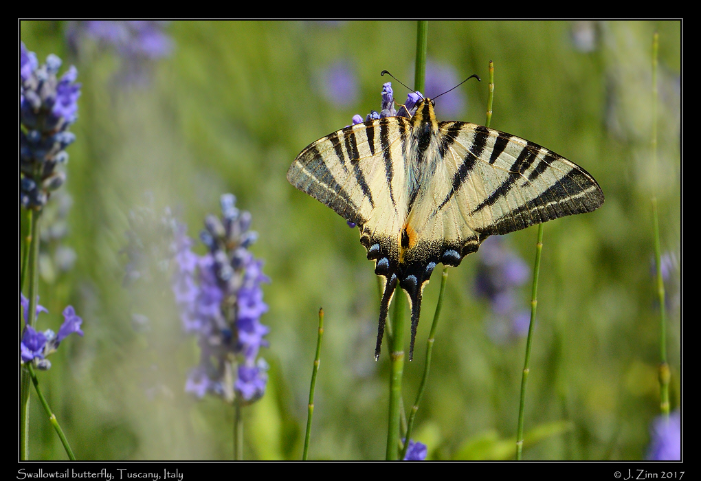 tuscany_DSC_8110a