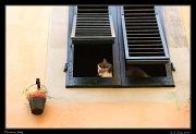  Gatto, Florence � Janet Zinn
