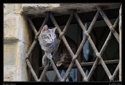  Il Gatto, Siena � Janet Zinn