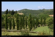  Cypress garden, Tuscany � Janet Zinn