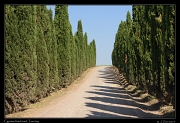  Cypress-lined road, Tuscany  � Janet Zinn