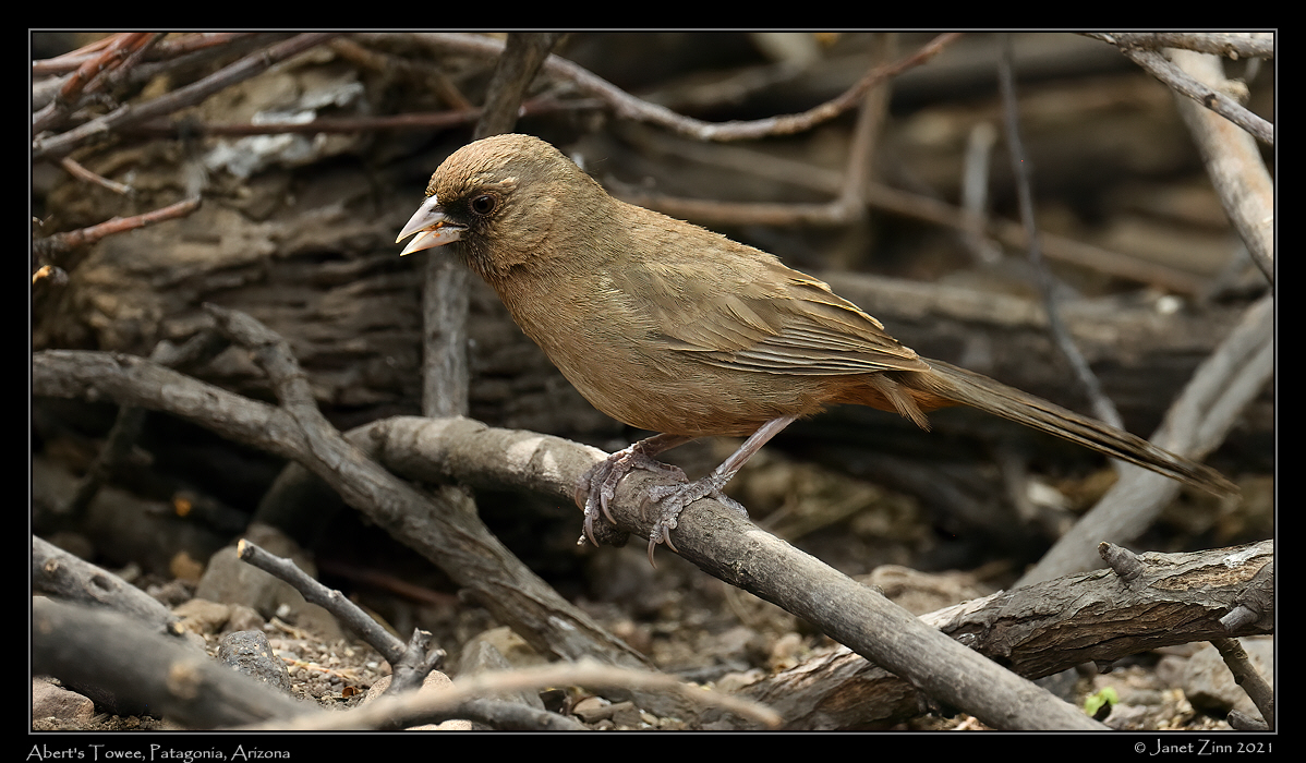 aberts_towee_JZ8_3434a