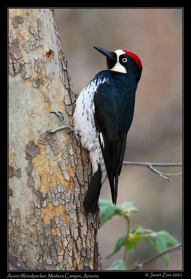acorn_woodpecker_JZ8_3034a
