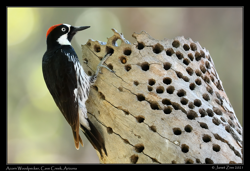 acorn_woodpecker_JZ8_4215a
