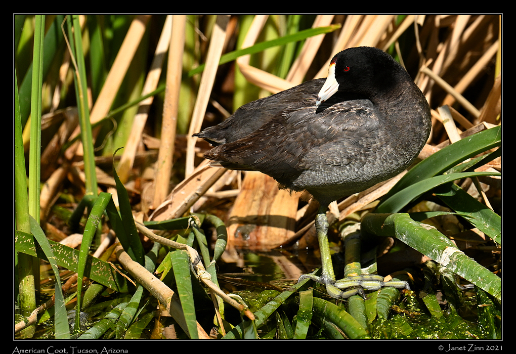 american_coot_JZ1_6260b