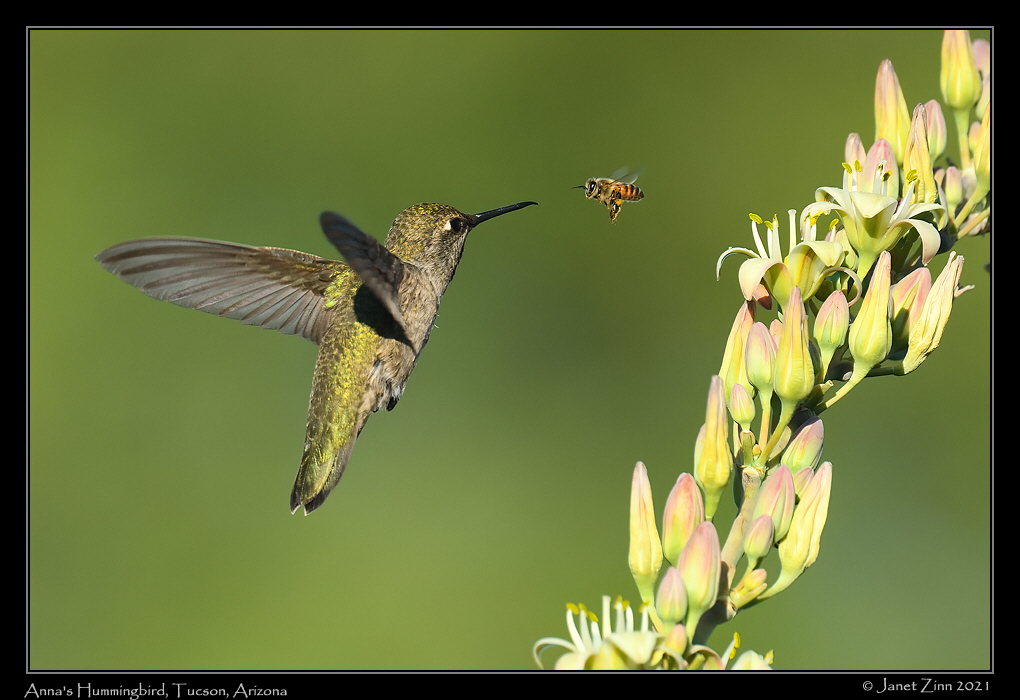 annas_hummingbird_JZ8_2749a