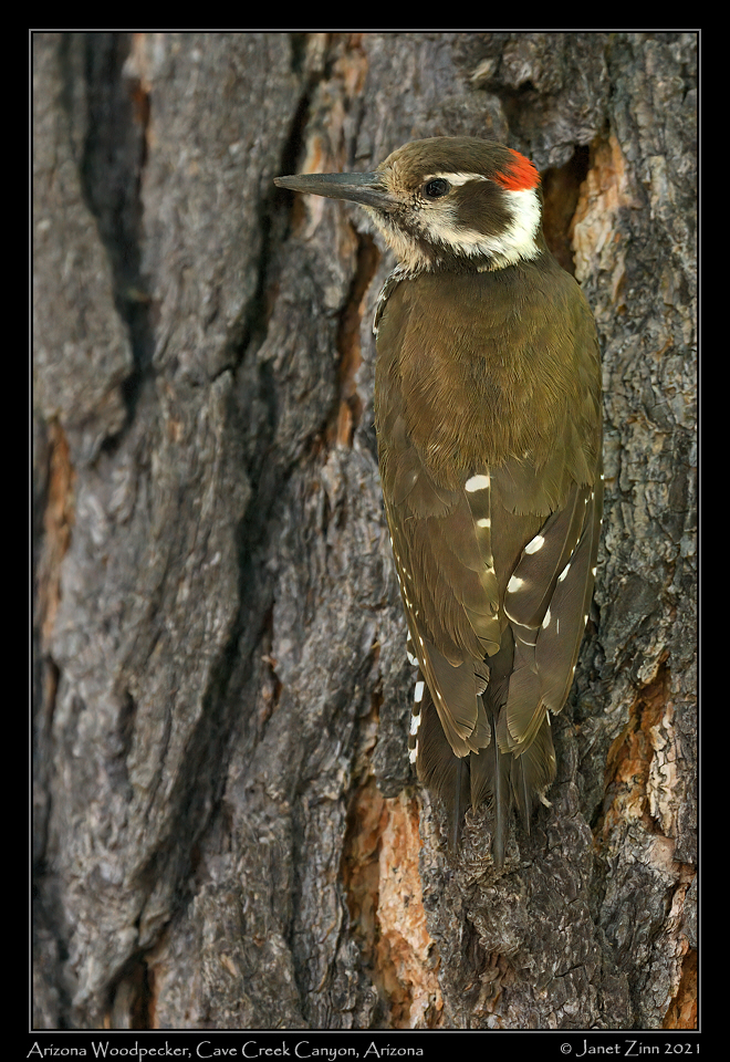 arizona_woodpecker_JZ1_6993a