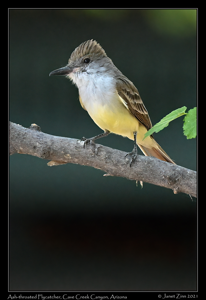 ash_throated_flycatcher_JZ1_7200a