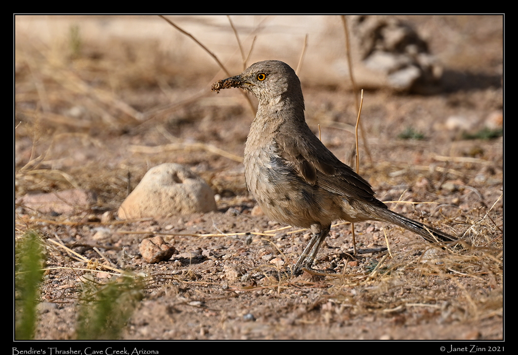 bendires_thrasher_JZ1_6924b