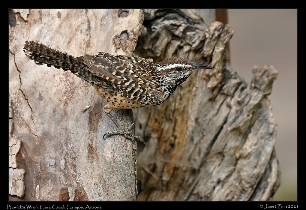 bewicks_wren_JZ1_7168b