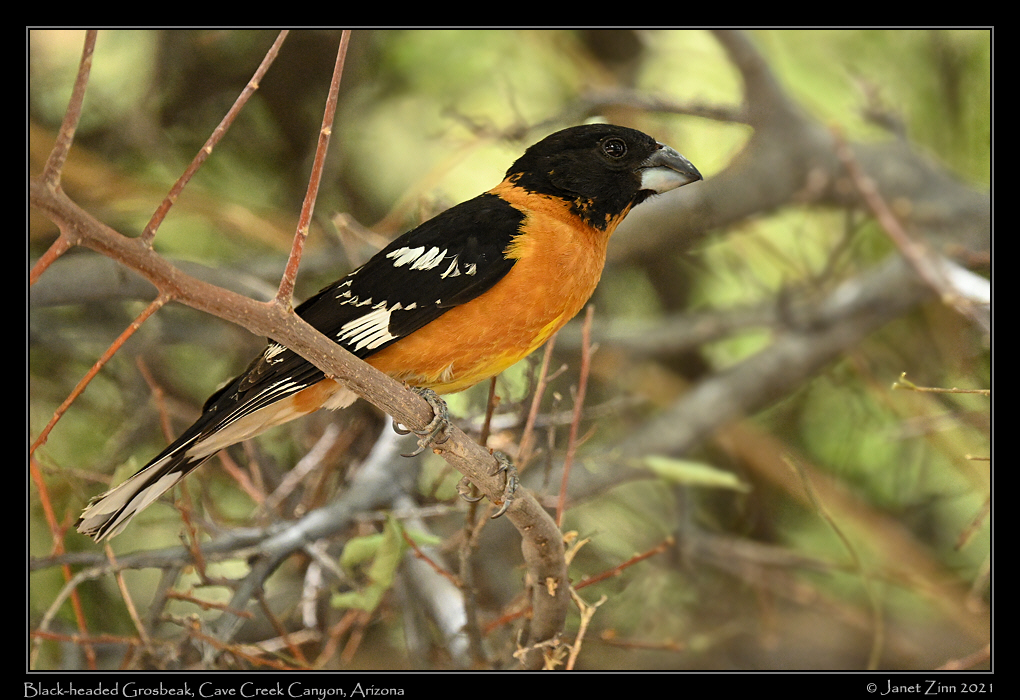black_headed_grosbeak_JZ1_7135a