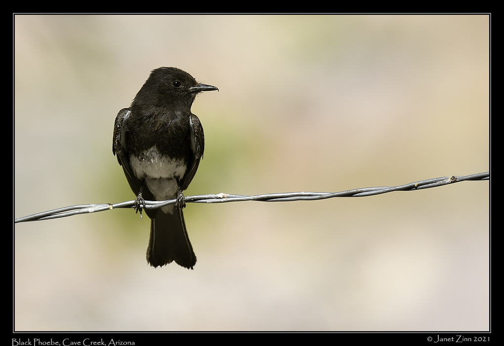 black_phoebe_JZ8_4224a