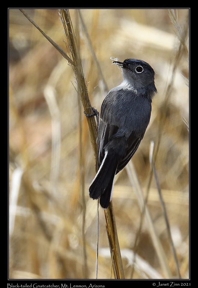 black_tailed_gnatcatcher_JZ8_2413b