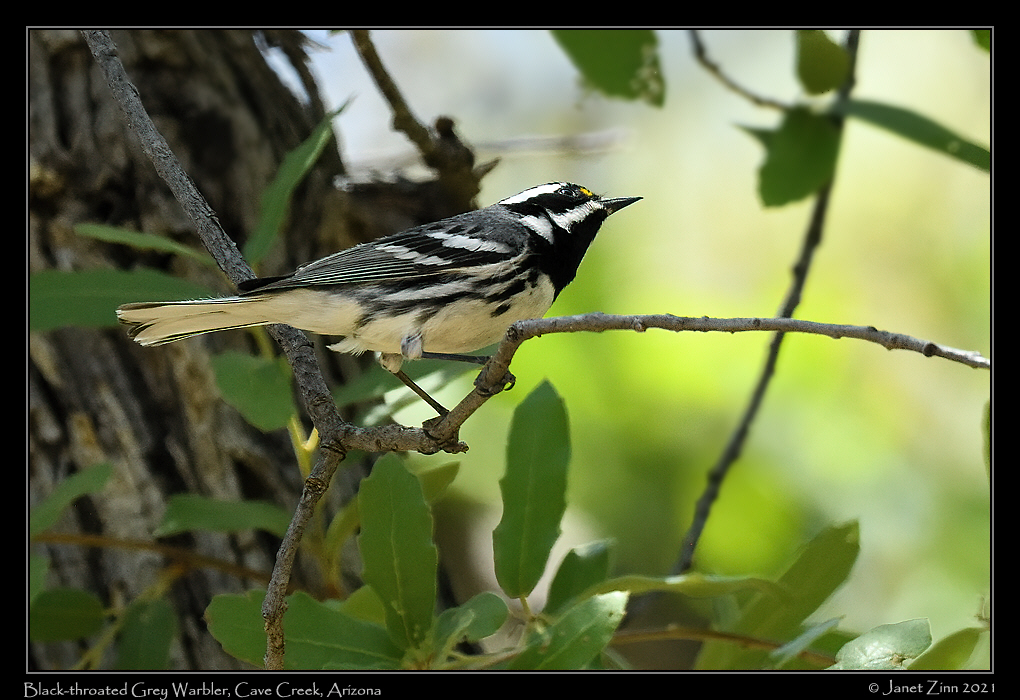 black_throated_gray_warbler_JZ8_4657a