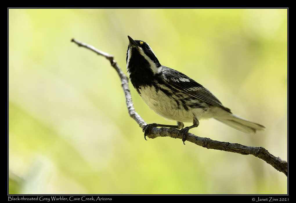 black_throated_gray_warbler_JZ8_4675a