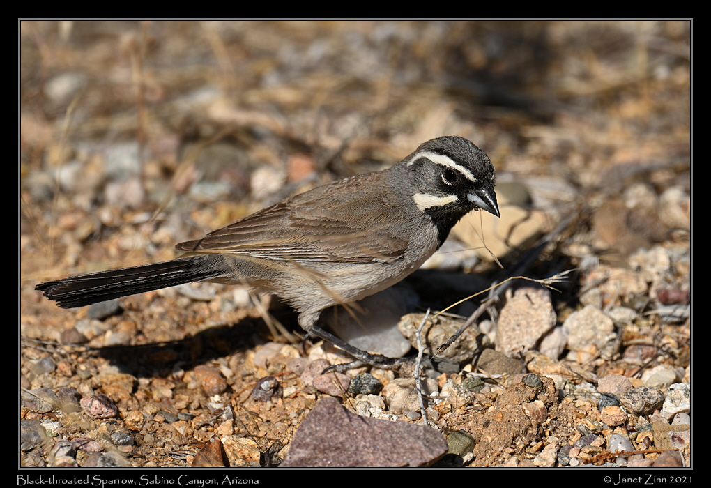 black_throated_sparrow_JZ1_6111a