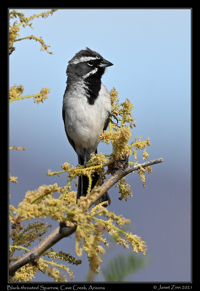 black_throated_sparrow_JZ1_6985a